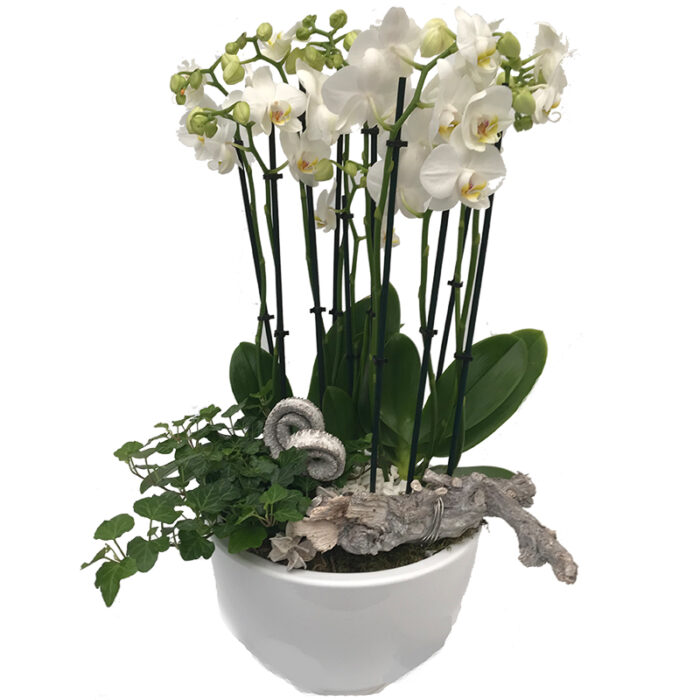 Witte Phalaenopsis Orchidee in pot XL - Afbeelding 1