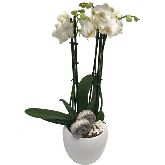 Witte Phalaenopsis Orchidee in pot - Afbeelding 1